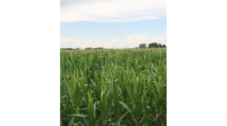 Nebraska Extension Holds Grain Marketing Workshops in Crawford and Oshkosh